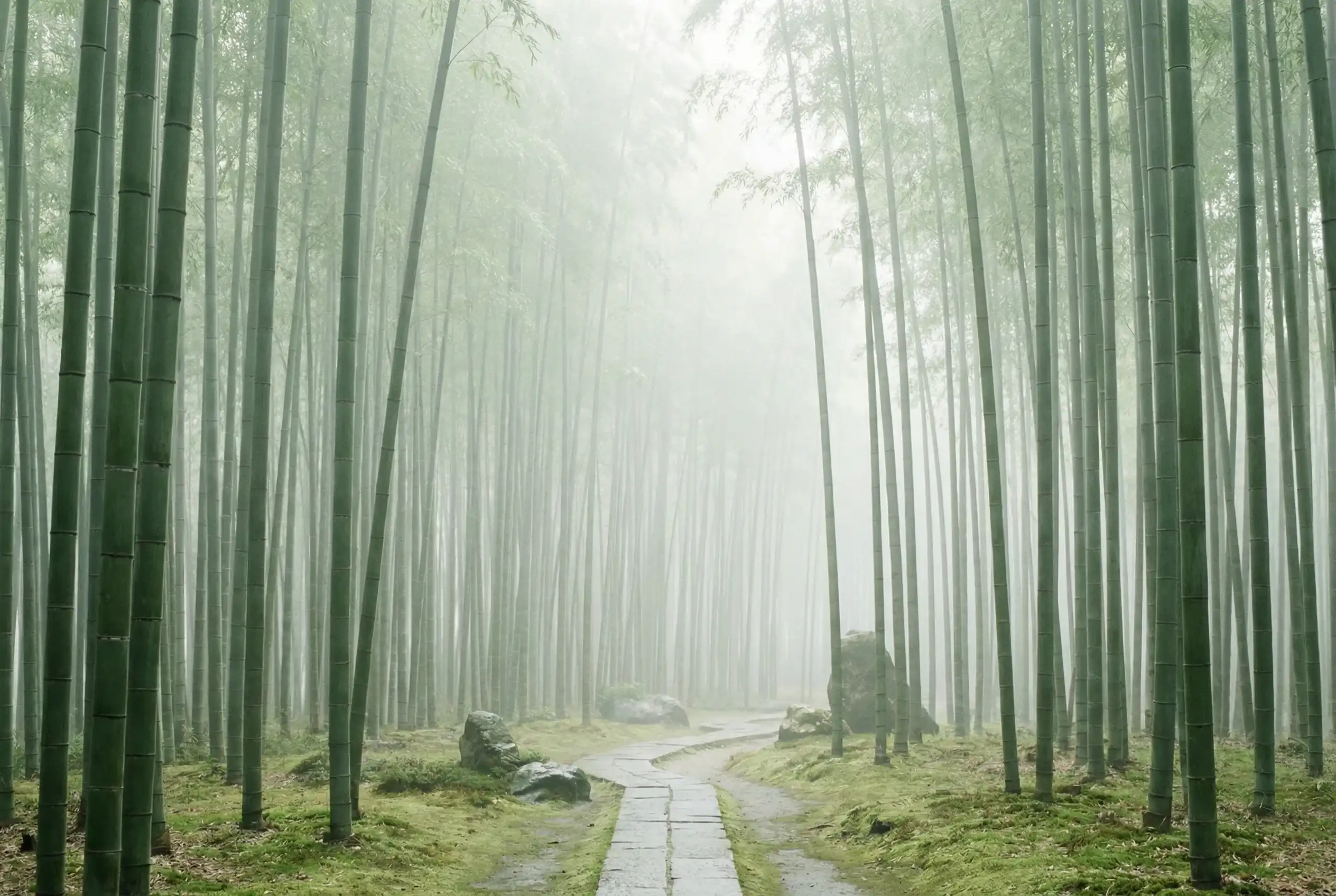 澳门彩 自然恩赐计划竹林背景